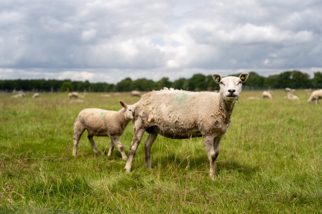 De_Loeghoeve_natuur