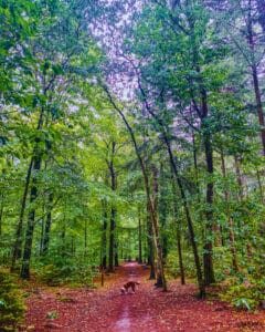 8c5a718e-fdf4-40a9-958d-87a7c87bb556