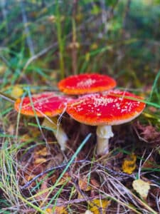 91f08d72-e075-4943-ab90-9fde789791cc