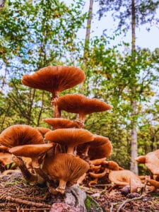 a4c8fb93-bebb-496e-978a-54e2ee258475