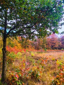 de9a2271-3768-4ba5-a087-04f6912152cb